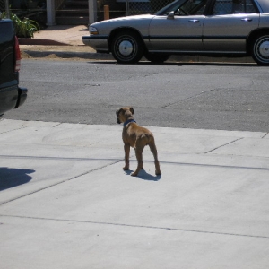 Watch Dog