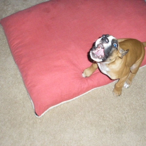gimme my toy now!!!!!!!!!