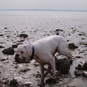 Oz the mud stalker