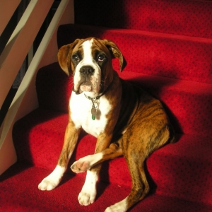 Biff's stair