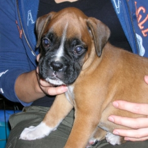 Kalel at 6 and a half weeks