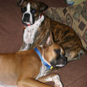 Ranger's brindle pillow