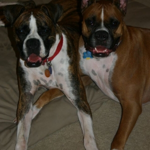 Camera Hounds