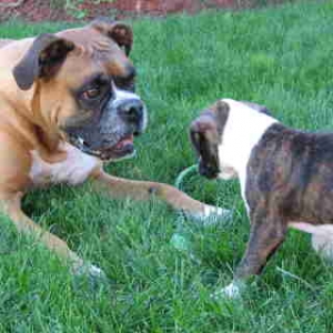 Jake and Harley