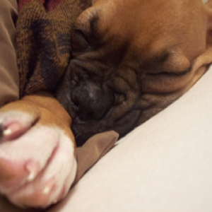 Abbey's nap
