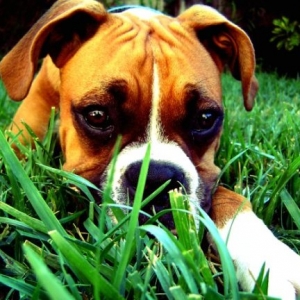 Diesel on the prowl