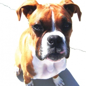 Diesel