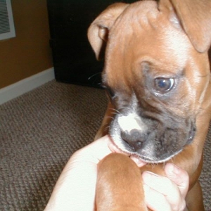 Bubbie likes to chew!