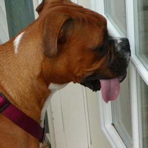 Bubbie wants back inside!