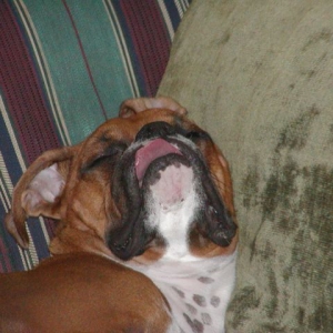 Bubbie is soooo asleep!