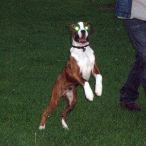 Demon Dog!