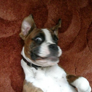 Funny Face Biff