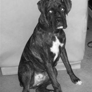 Syd - 6 Month's Old
