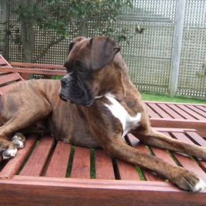 Lily