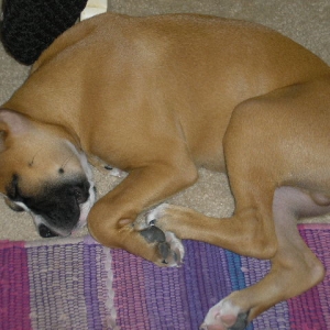 REVAN_OR_KANGAROO