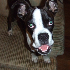 please play with me  the worlds longest tongue