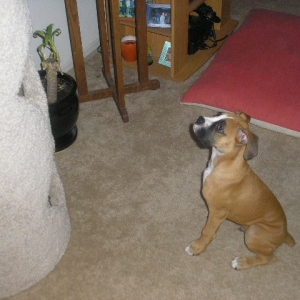 WHERES_THE_KITTIE