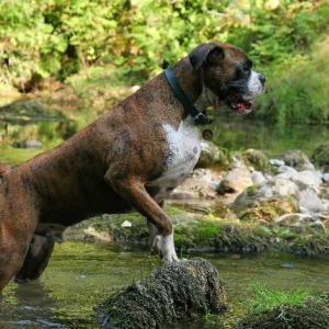 One wet dog