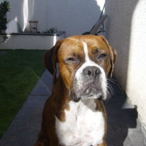 Chopper