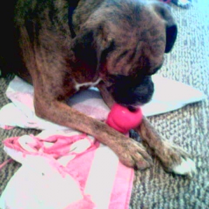 First Kong