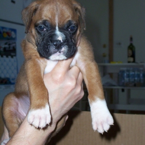 enzo6wks