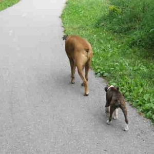 Out for a walk