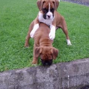 Harvey and his brother 7 wks