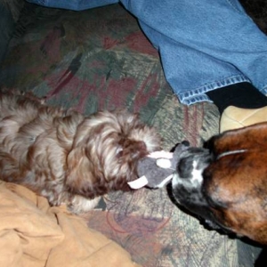 tug - of - war