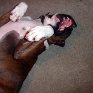Rosco rolling around