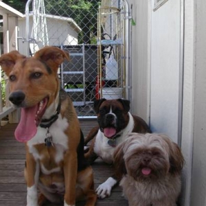 Rosco and friends