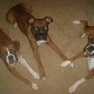 pals
