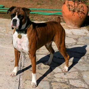 Henri