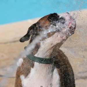 Splash