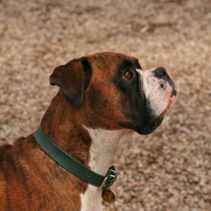 Henri