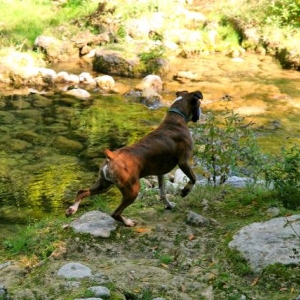 Stick hunting
