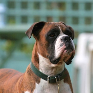 Henri
