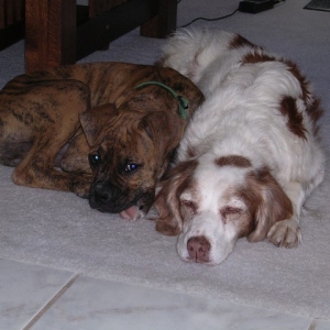 PanzerAndBailey