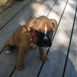 Belle @ 9 wks