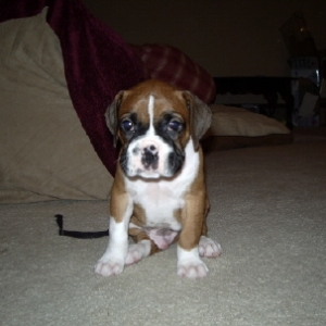 Biggie at 6 weeks