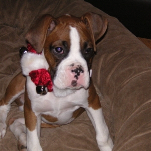 Frankie at 6 weeks