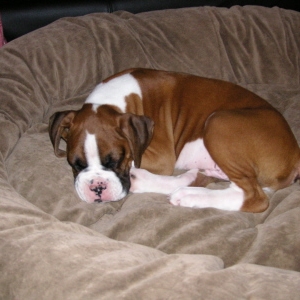 baby Frankie