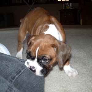 baby Biggie