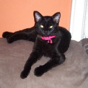 Onyx