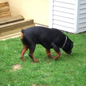 Rex