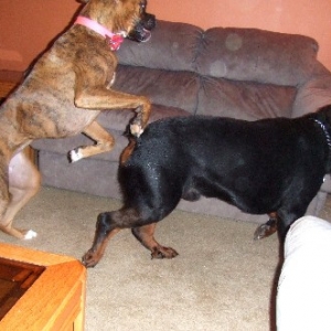 Bucking Bronco