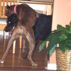 Gotcha!!!
