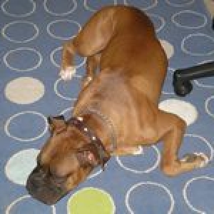 ZZZZZZZ....SNORE.....ZZZZZZ......