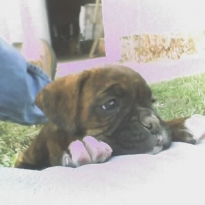 Baby Brindi