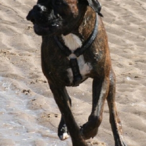 Chester on the beach!