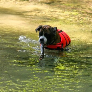 Fetching sticks
